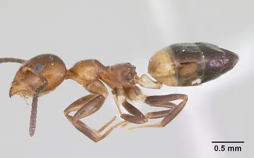 Axinidris mlalu specimen CASENT0403547 image casent0403547_4