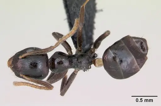 Axinidris murielae specimen CASENT0093118 image casent0093118_1