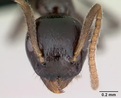 Axinidris murielae specimen CASENT0093118 image casent0093118_2