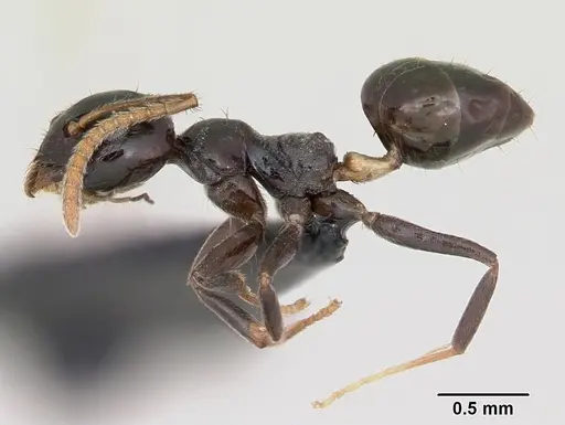 Axinidris murielae specimen CASENT0093118 image casent0093118_3