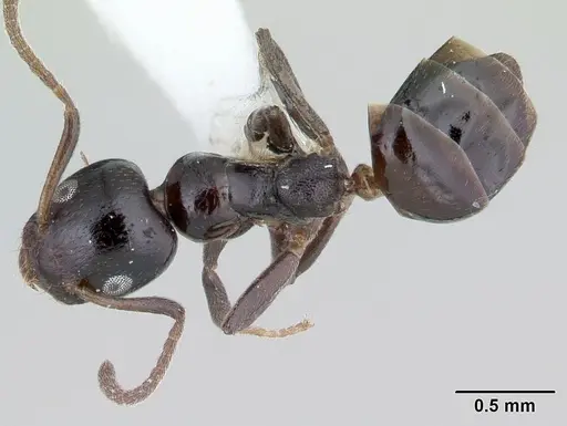 Axinidris murielae specimen CASENT0178281 image casent0178281_1