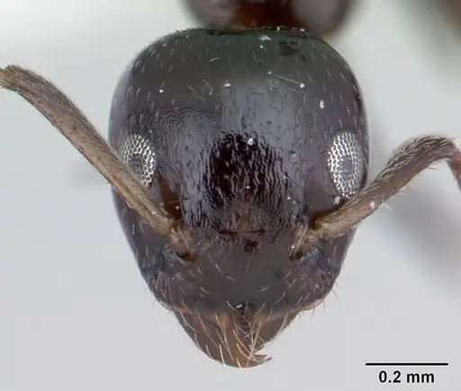 Axinidris murielae specimen CASENT0178281 image casent0178281_2