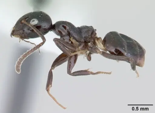 Axinidris murielae specimen CASENT0178281 image casent0178281_3