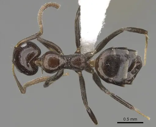 Axinidris murielae specimen CASENT0405633 image casent0405633_1