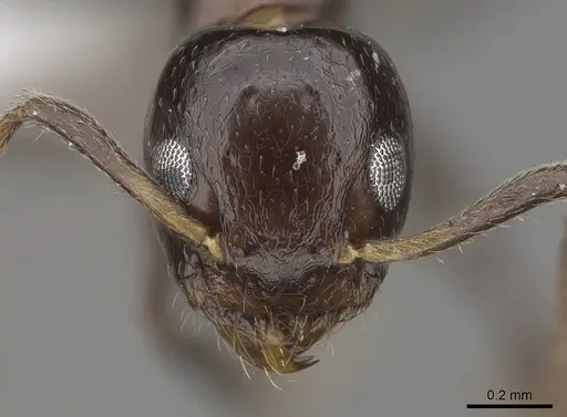 Axinidris murielae specimen CASENT0405633 image casent0405633_2