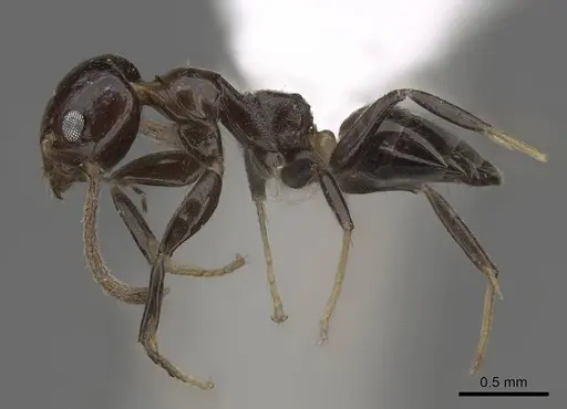 Axinidris murielae specimen CASENT0405633 image casent0405633_3