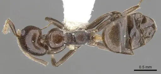 Axinidris murielae specimen CASENT0902937 image casent0902937_1