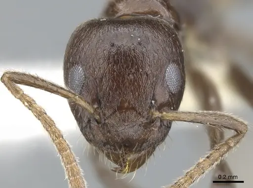 Axinidris murielae specimen CASENT0902937 image casent0902937_2