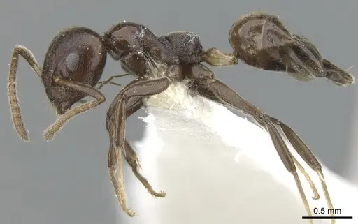 Axinidris murielae specimen CASENT0902937 image casent0902937_3