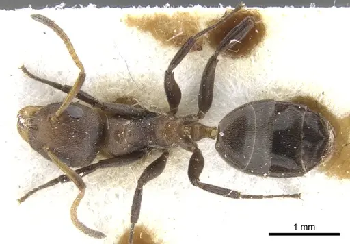 Axinidris nigripes specimen CASENT0902933 image casent0902933_1
