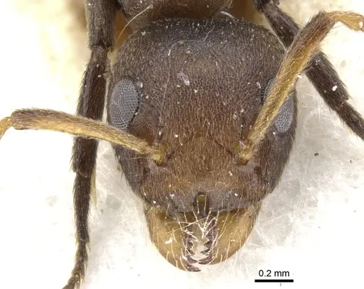 Axinidris nigripes specimen CASENT0902933 image casent0902933_2