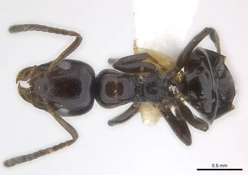 Axinidris okekai specimen CASENT0217092 image casent0217092_1