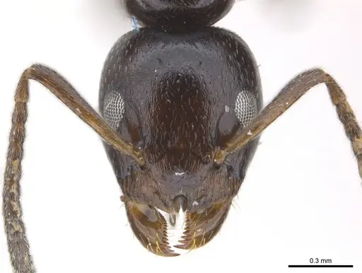 Axinidris okekai specimen CASENT0217092 image casent0217092_2