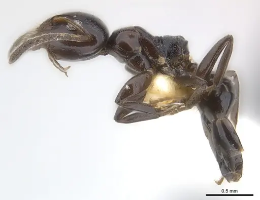 Axinidris okekai specimen CASENT0217092 image casent0217092_3