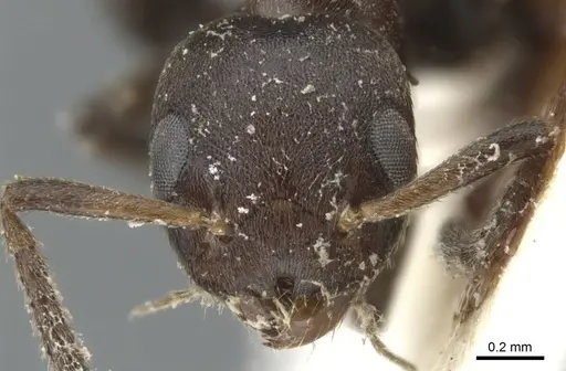 Axinidris palligastrion specimen CASENT0902935 image casent0902935_2
