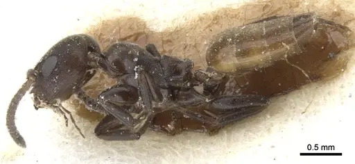 Axinidris palligastrion specimen CASENT0902935 image casent0902935_3