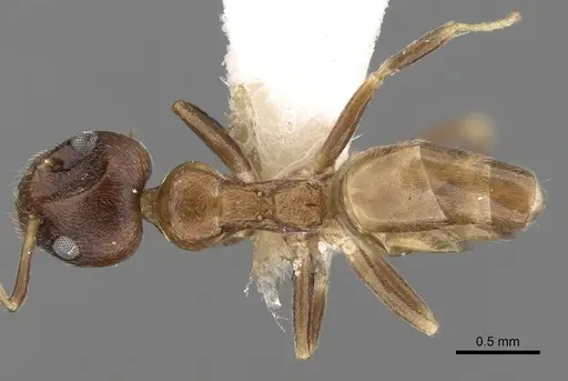 Axinidris tridens specimen CASENT0281999 image casent0281999_1