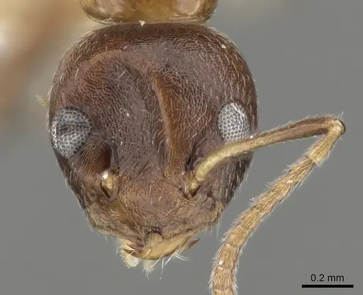 Axinidris tridens specimen CASENT0281999 image casent0281999_2