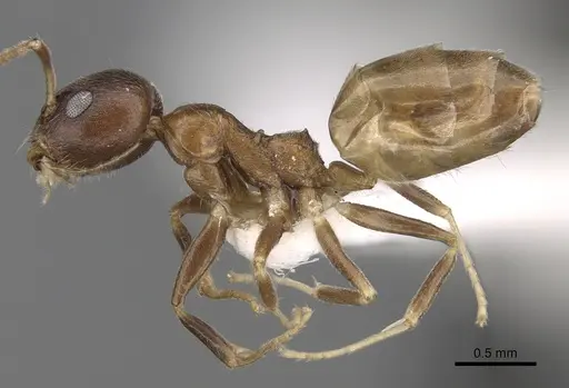 Axinidris tridens specimen CASENT0281999 image casent0281999_3