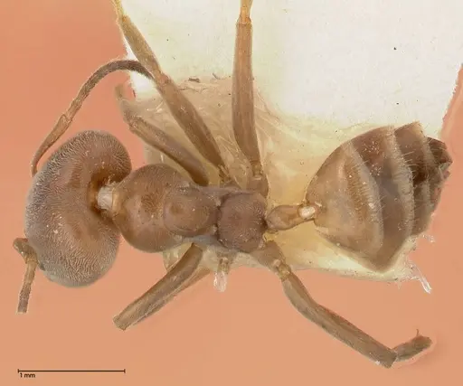 Azteca adrepens specimen FOCOL0532 image focol0532_1