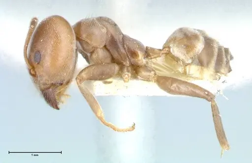 Azteca adrepens specimen FOCOL0532 image focol0532_3