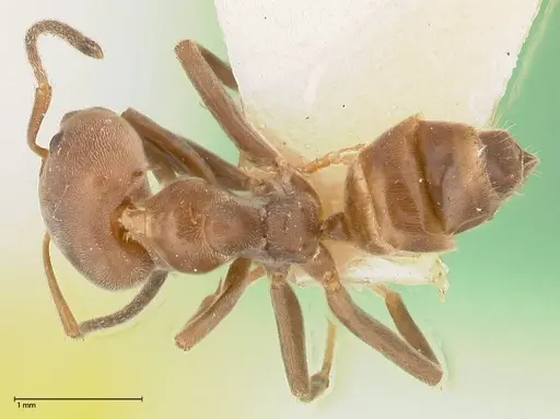 Azteca adrepens specimen FOCOL0533 image focol0533_1