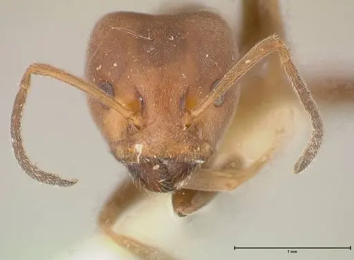 Azteca adrepens specimen FOCOL0533 image focol0533_2