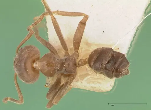 Azteca adrepens specimen FOCOL0534 image focol0534_1