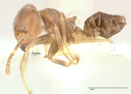 Azteca adrepens specimen FOCOL0534 image focol0534_3