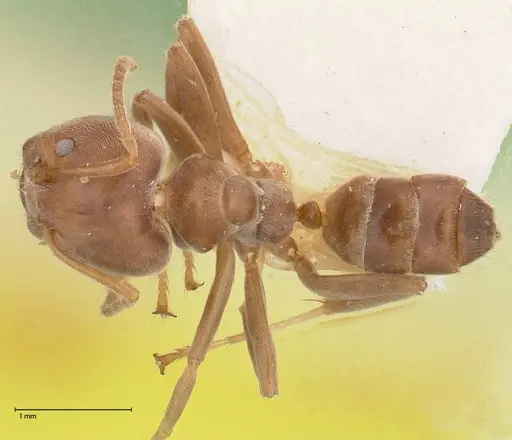 Azteca adrepens specimen FOCOL0535 image focol0535_1