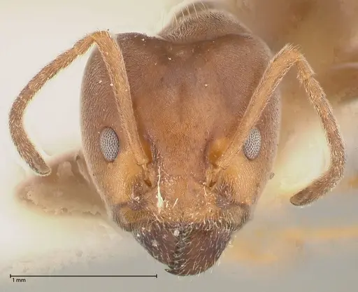 Azteca adrepens specimen FOCOL0535 image focol0535_2