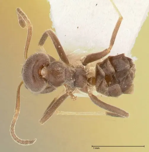 Azteca adrepens specimen FOCOL0536-1 image focol0536-1_1