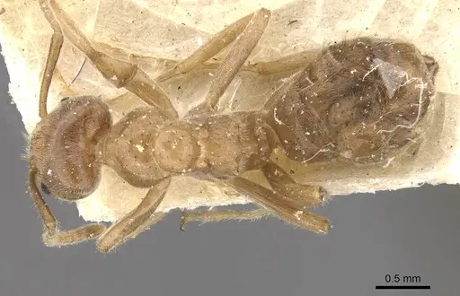 Azteca aesopus specimen CASENT0909581 image casent0909581_1