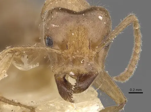 Azteca aesopus specimen CASENT0909581 image casent0909581_2