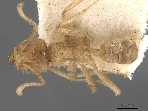 Azteca aesopus specimen CASENT0909582 image casent0909582_1