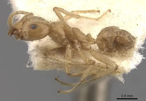 Azteca aesopus specimen CASENT0909582 image casent0909582_3