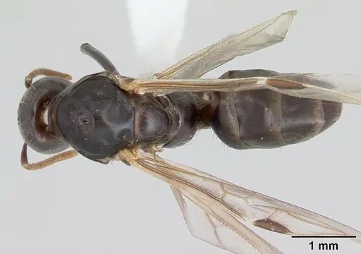 Azteca alfari specimen CASENT0173825 image casent0173825_1