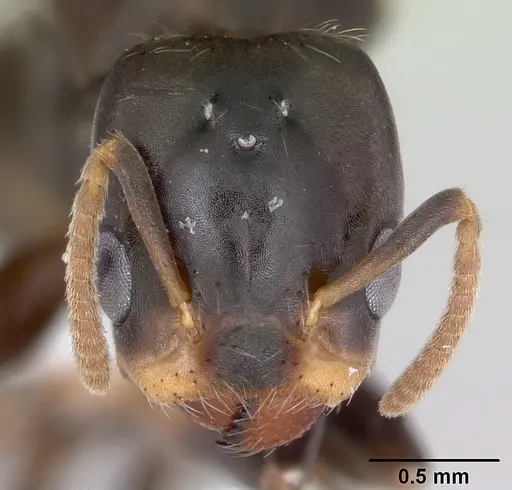 Azteca alfari specimen CASENT0173825 image casent0173825_2