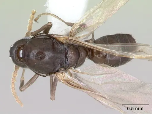 Azteca alfari specimen CASENT0173826 image casent0173826_1