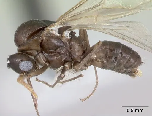 Azteca alfari specimen CASENT0173826 image casent0173826_3