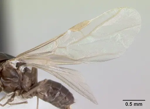 Azteca alfari specimen CASENT0173826 image casent0173826_4