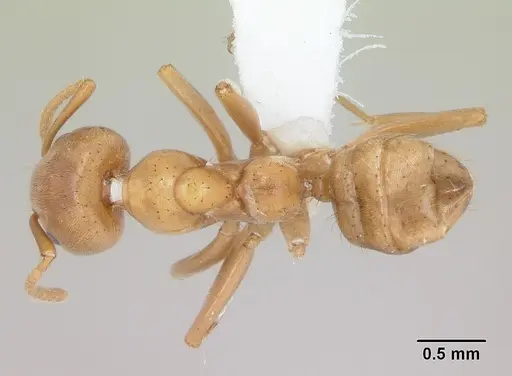 Azteca alfari specimen CASENT0173827 image casent0173827_1