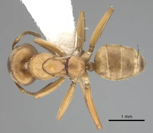 Azteca alfari specimen CASENT0249530 image casent0249530_1