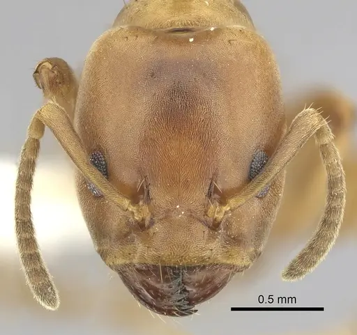 Azteca alfari specimen CASENT0249530 image casent0249530_2