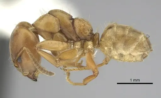 Azteca alfari specimen CASENT0249530 image casent0249530_3