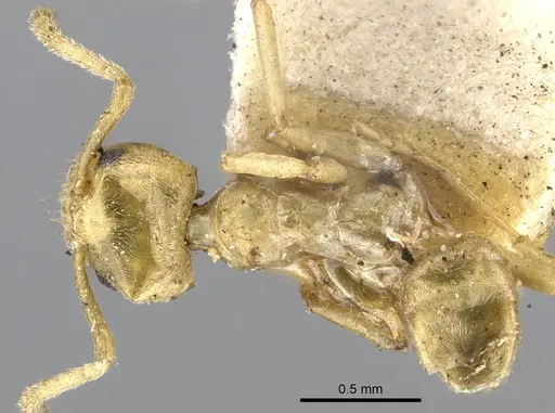 Azteca alfari specimen CASENT0903003 image casent0903003_1