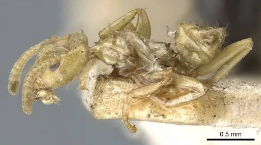 Azteca alfari specimen CASENT0903003 image casent0903003_3