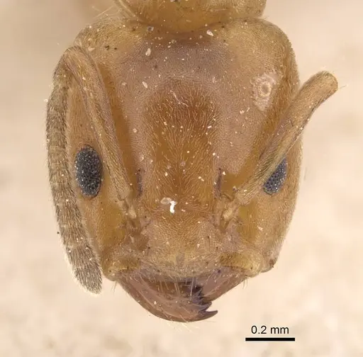 Azteca alfari specimen CASENT0909585 image casent0909585_2