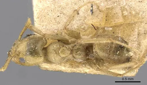 Azteca alfari specimen CASENT0909711 image casent0909711_1