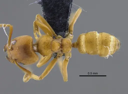 Azteca alfari specimen CBUMAGENT41838 image cbumagent41838_1